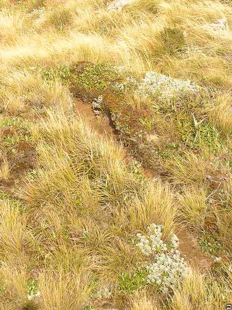 Ruahine - Sunrise Hut 062.jpg